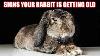 8 Signs Your Rabbit Is Getting Old