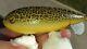 Excellent Vintage 1920s Winchester Multi-wobbler Fishing Lure Signed