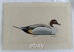 Vtg William P. Tyner Pintail Duck Orig. Signed Watercolor Painting