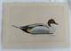 Vtg William P. Tyner Pintail Duck Orig. Signed Watercolor Painting